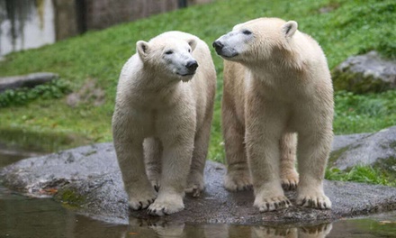 Billet adulte (à partir de 11 ans) avec accès au circuit Terre de Singes (valable du 1ᵉʳ février au 30 novembre 2025)