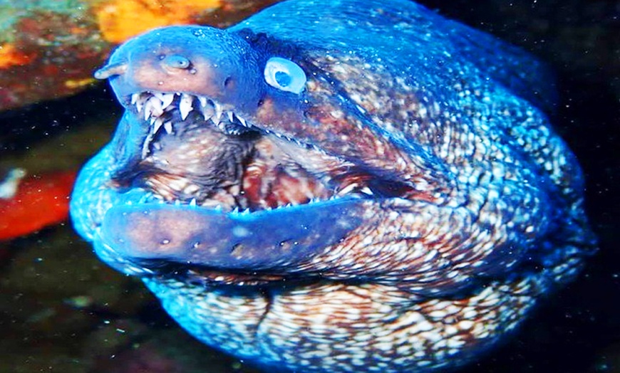 Image 3: Bautismo de buceo con inmersión en el mar durante 45 minutos