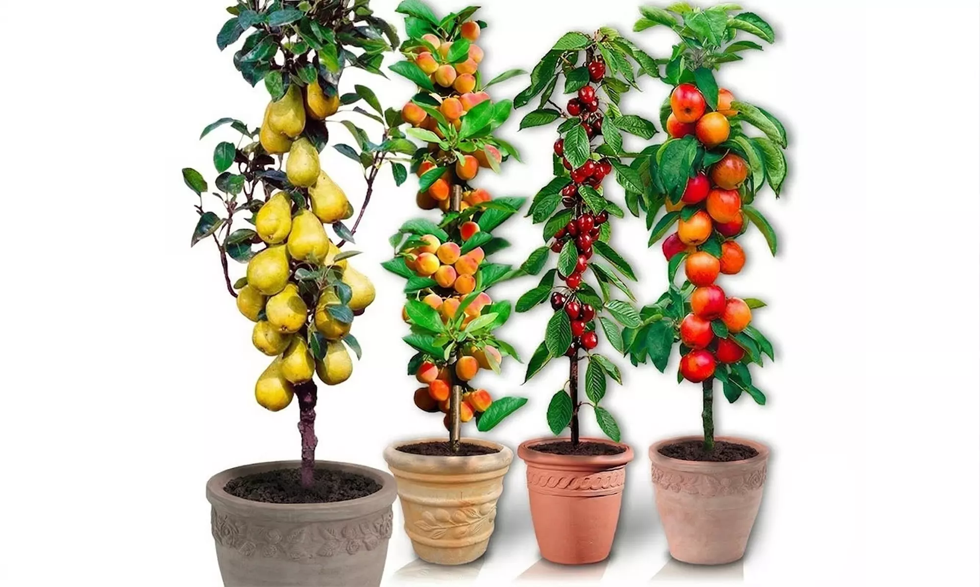 Árboles frutales columnares auténticos