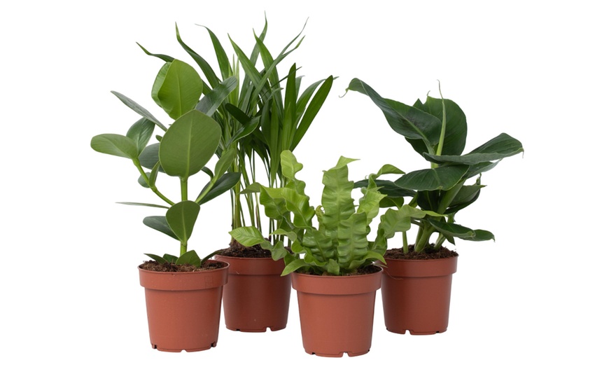 Image 7: Assortiment de plantes d'intérieur 