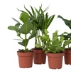 Image 7: 4er-Set Zimmerpflanzen – Areca, Asplenium, Clusia & Musa