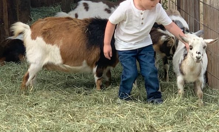 Image 2: Explore Pony Playdates/ Farm Fun Pass 2-4 Farm Picks/ Petting Zoo