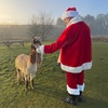 Image 3: Christmas Alpaca Meet and Feed with Santa Gift and Crafts