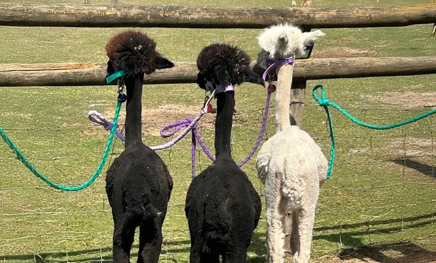 Image 7: Alpaca Farm Experience at Pennybridge Meet, Feed & Learn About Alpacas  