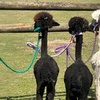 Image 7: Alpaca Farm Experience at Pennybridge Meet, Feed & Learn About Alpacas  