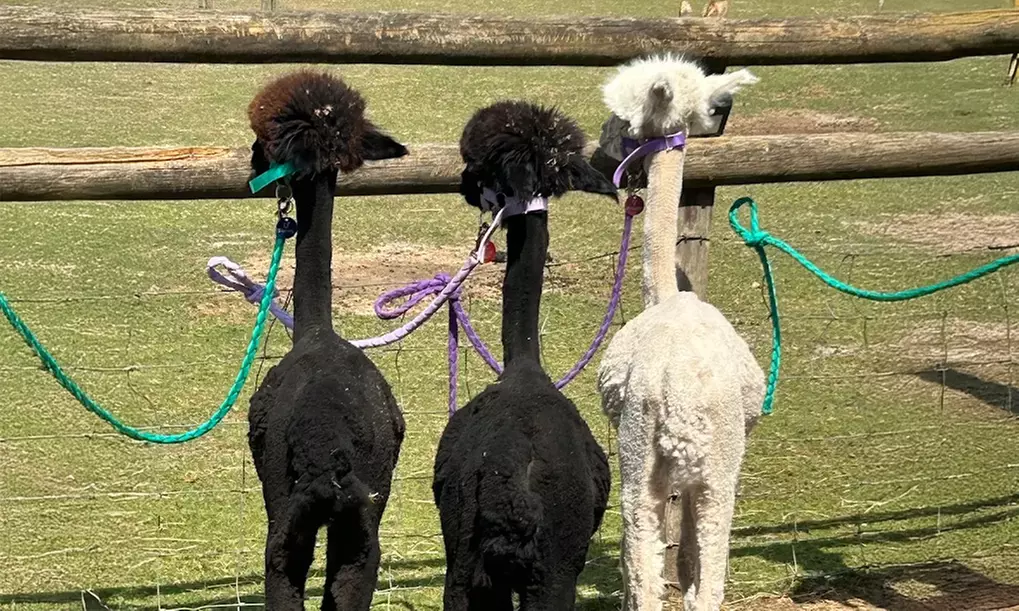 Alpaca Farm Experience at Pennybridge Meet, Feed & Learn About Alpacas