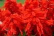 Pack of 12 or 24 Flame Red Salvia Plants - Image 2