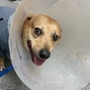 Image 3: 55% Off Comprehensive Pet Exam at Mohnacky Animal Hospital