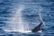 Embark on a 3-Hour Ocean Safari: Whales, Dolphins & Birds Await with The Starlight Fleet (Save 22%)! - Second Medium
