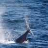 Image 6: Up to 30% Off Whale and Dolphin Watching at Starlight Fleet