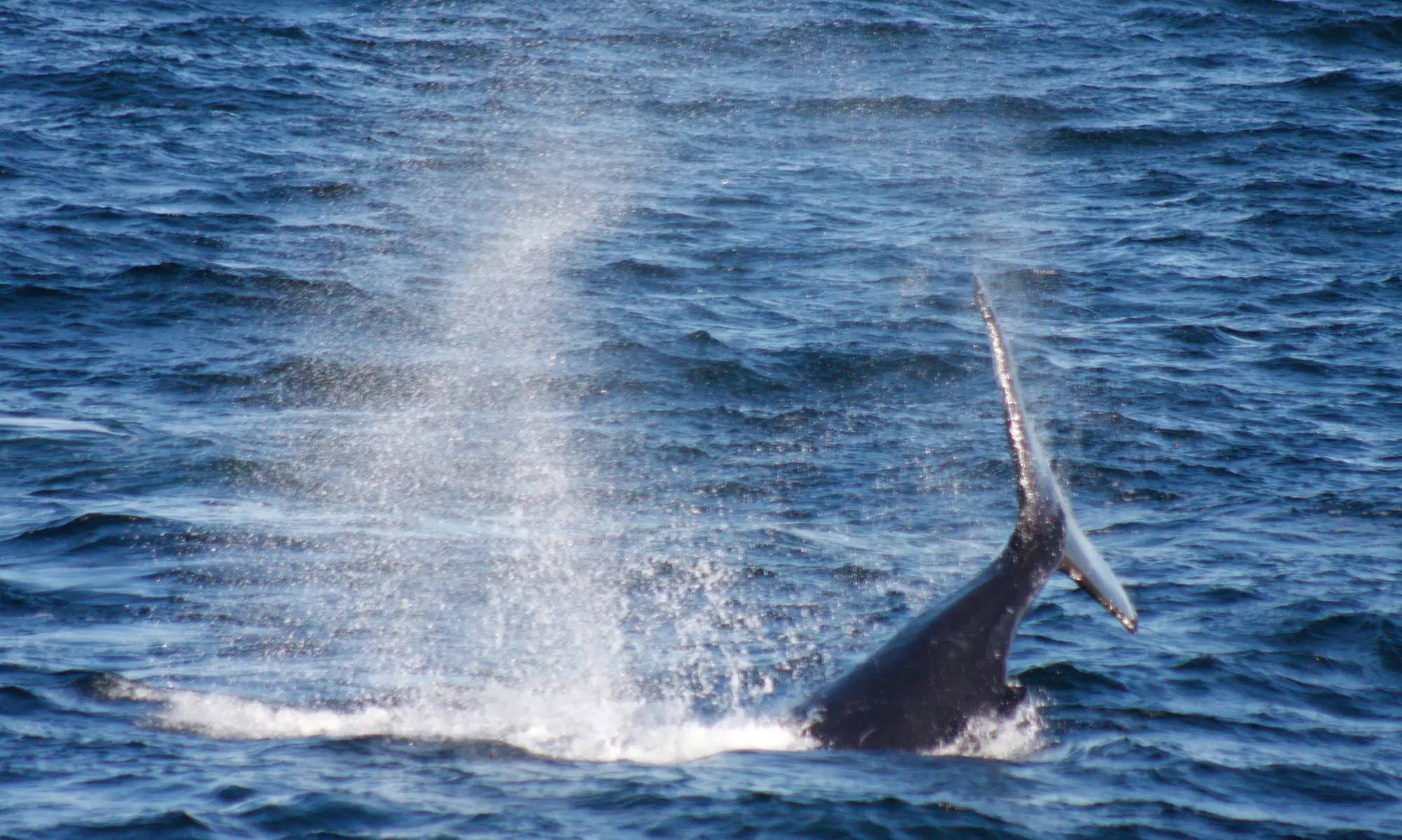 3-Hour Whale, Dolphin & Bird Trip - Experience Nature Close Up! 