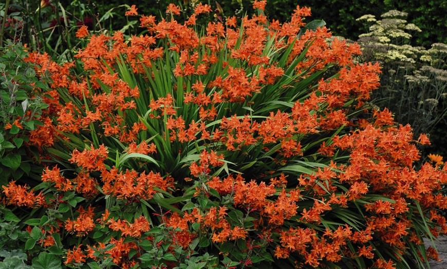 Image 2: 5 or 10 Crocosmia Spitfire Bulbs