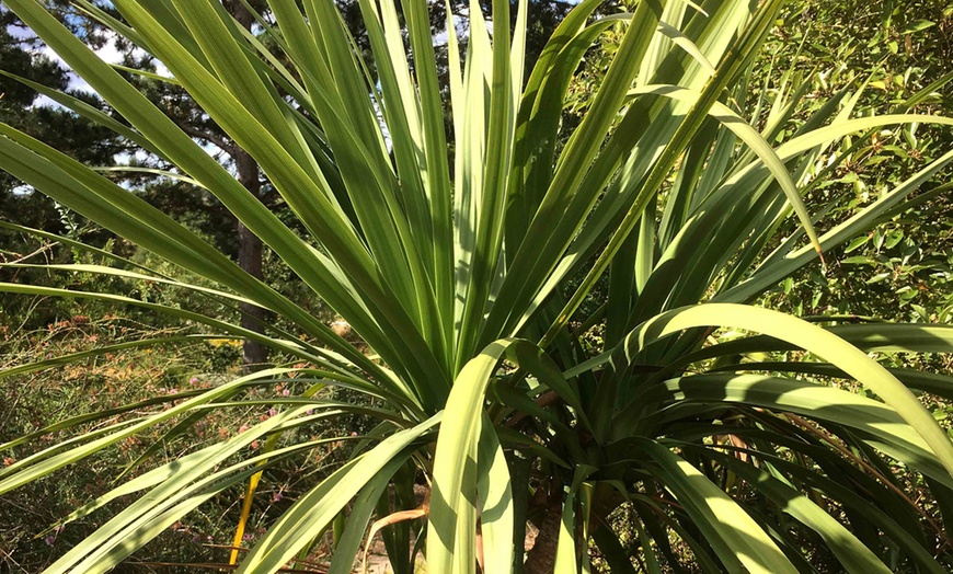 Image 3: One or Two Cordyline Australis Verde Plants in 17cm Pot