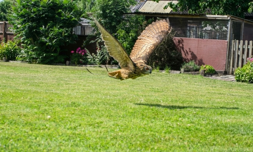 Image 7: Atelier en fauconnerie