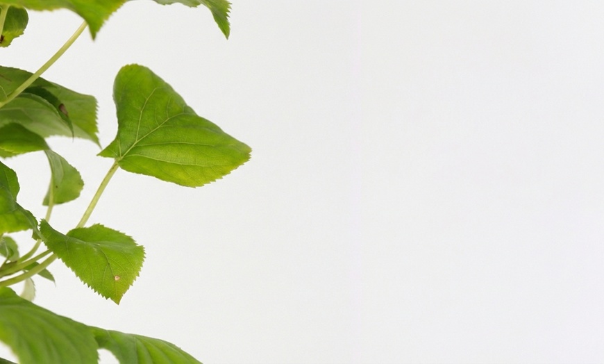 Image 4: Set di 2 piante di Hydrangea Petiolaris