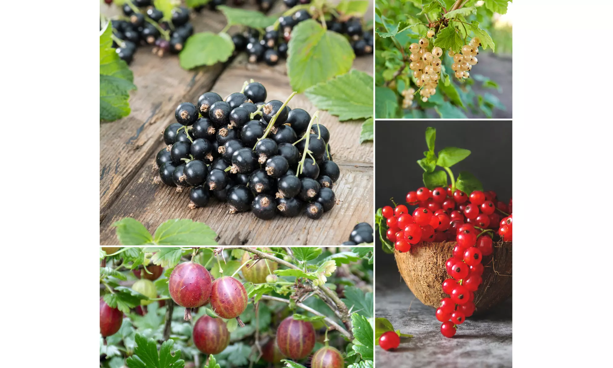 Set de 4 plantes à baies sur tige 110-140 cm - Primary Image