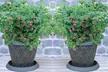 Summer Fruiting Raspberry Ruby Beauty - 1, 2 or 3 plants - Image 6