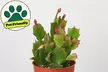 4" and 6" Christmas Cactus in Red and White with Free Shipping - Indoor and Outdoor Christmas Plants (Up to 10% Off) - Second Medium