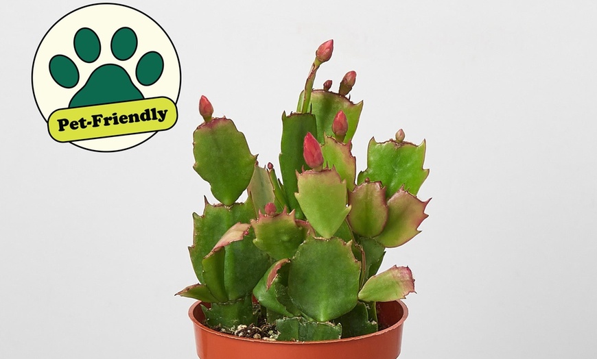 Image 3: 4" and 6" Christmas Cactus in Red and White with Free Shipping