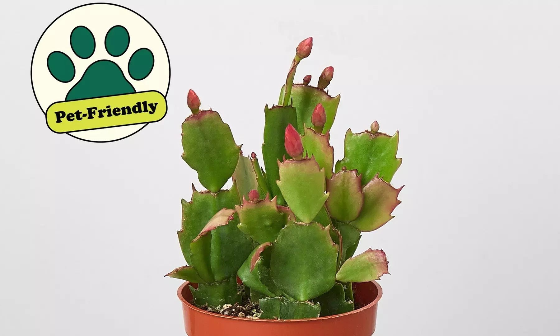 4" and 6" Christmas Cactus in Red and White with Free Shipping