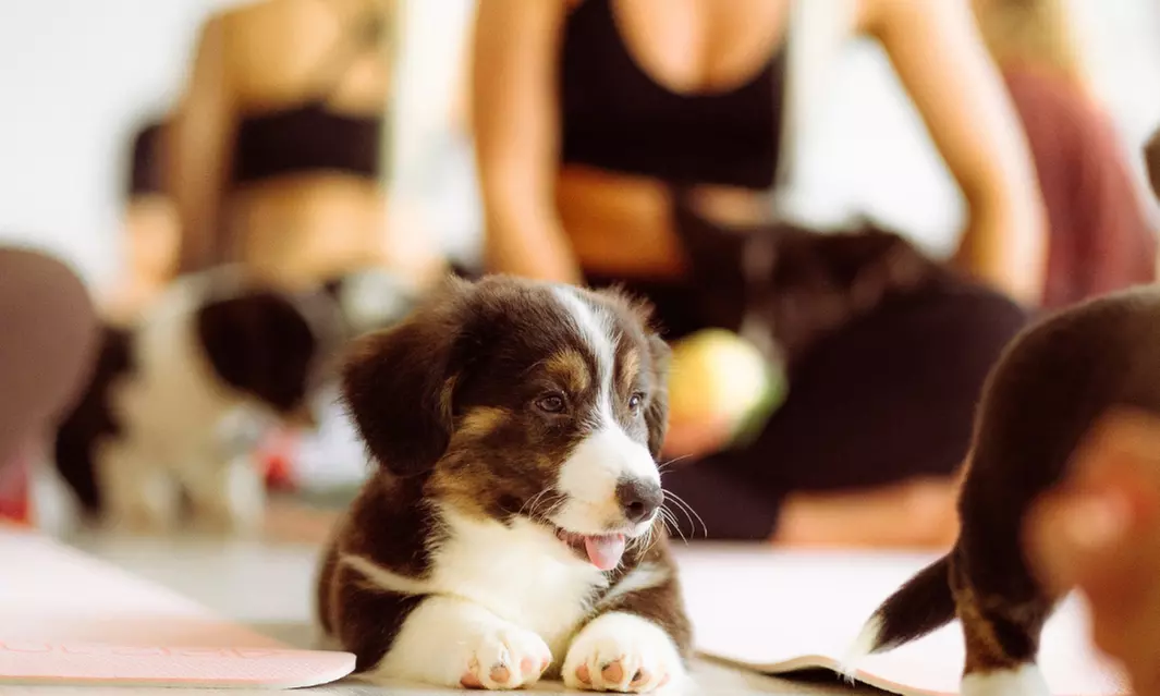 Odzyskaj równowagę i uśmiech: Sesja Pieski Yoga dla 1 lub 2 osób