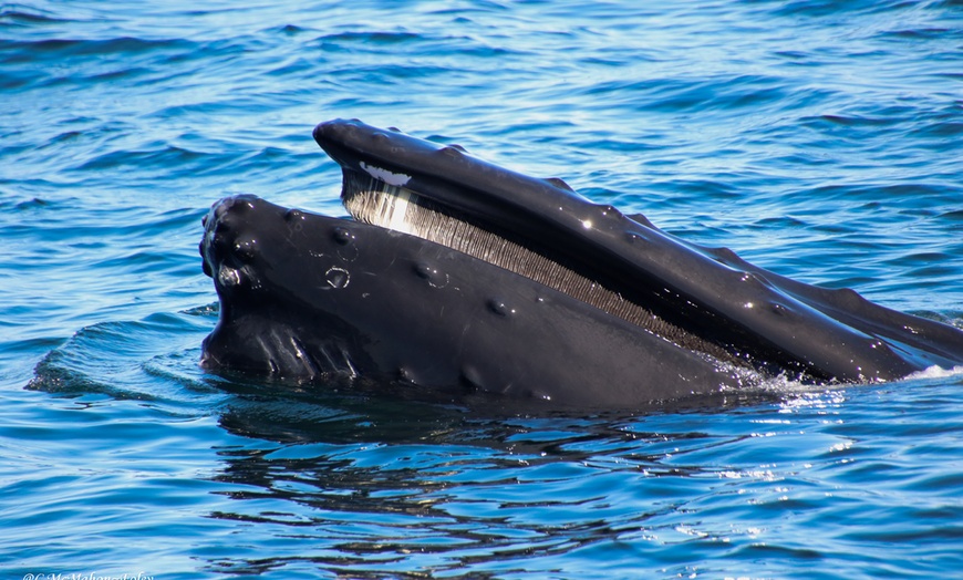 Image 5: Whale Watching Tour | Guaranteed Sightings | Cape Ann 