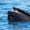 Image 5: Whale Watching Tour | Guaranteed Sightings | Cape Ann 