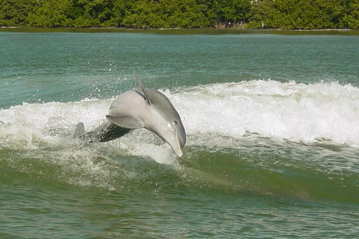Clearwater Beach Fun w/ Dolphin Sightings, Captain Memos & White Sands