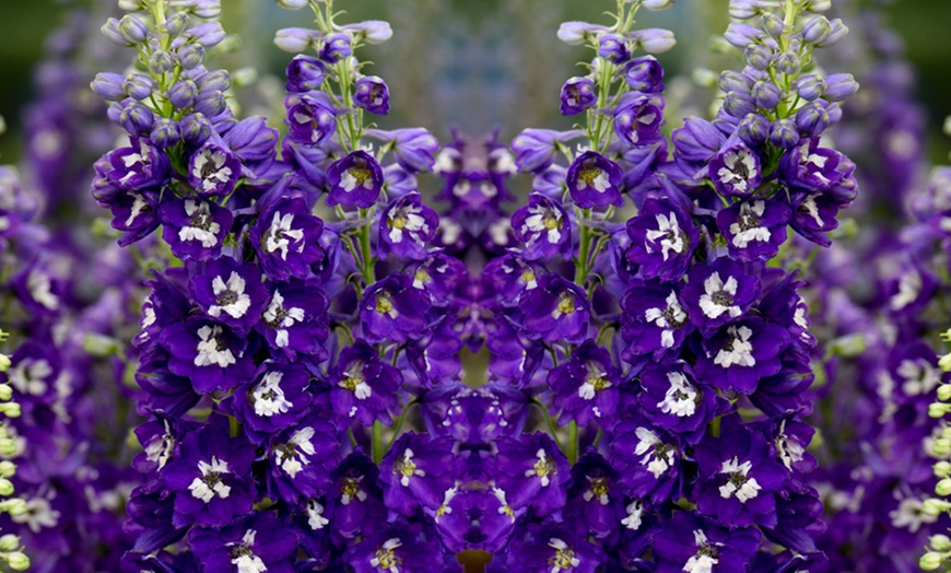 Image 2: 12 Delphinium 'Dark Blue and White Bee' Plants
