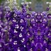 Image 2: 12 Delphinium 'Dark Blue and White Bee' Plants