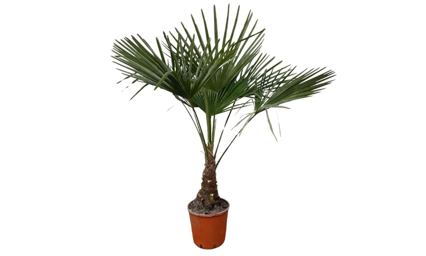 Image 6: 1 ou 2 palmiers "Trachycarpus fortunei" de Gardenzo