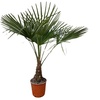 Image 6: 1 ou 2 palmiers "Trachycarpus fortunei" de Gardenzo