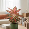 Image 1: Lady Valentine Plant Deal: Up to 28% Off Indoor Plant with Free Shipping