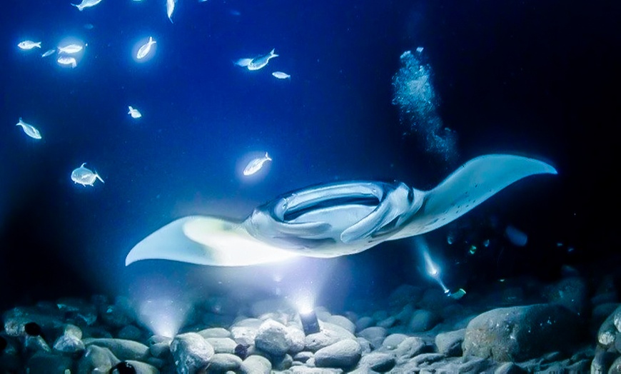 Image 1: Manta Ray Night Snorkel for 1, 2, 3, or 4 Guests