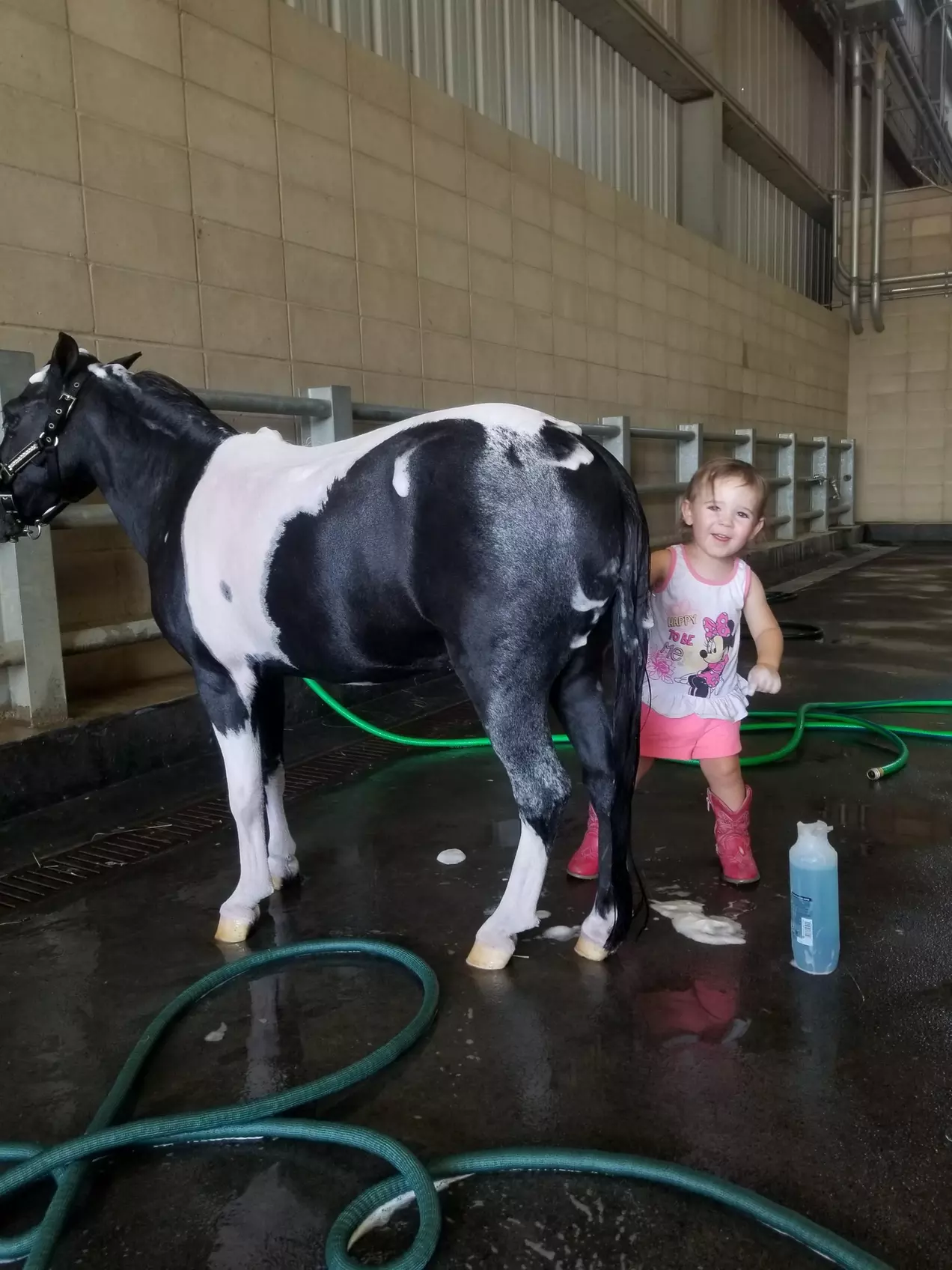 Horseback Riding Lessons Single, Two, or Three Session Options