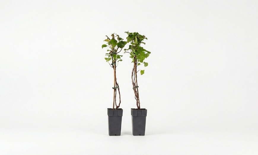 Image 2: Pack of Two Climbing Hydrangea Petiolaris