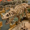 Image 7: Dinosaur Park Admission for 2, 3, or 4 – Fun and Educational!