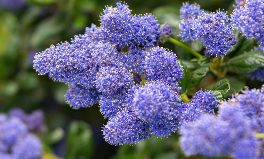 Image 4: Californian Lilac on Trellis, Established Plant in a 17cm Pot 