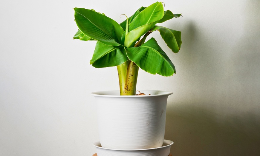 Image 1: Bananiers rustiques