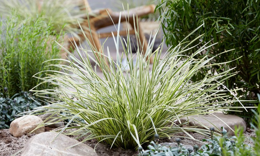 Image 5: Up to 3 Lomandra White Sands or Imperata (grass) Red Baron Plants 9cm