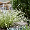 Image 5: Up to 3 Lomandra White Sands or Imperata (grass) Red Baron Plants 9cm