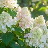 Image 1: Set van 3 hortensia planten