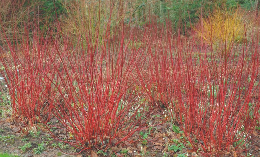 Image 4: Winter Hardy Shrubs - Cornus, Winter Jasmine - Sweet Box