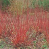 Image 4: Winter Hardy Shrubs - Cornus, Winter Jasmine - Sweet Box