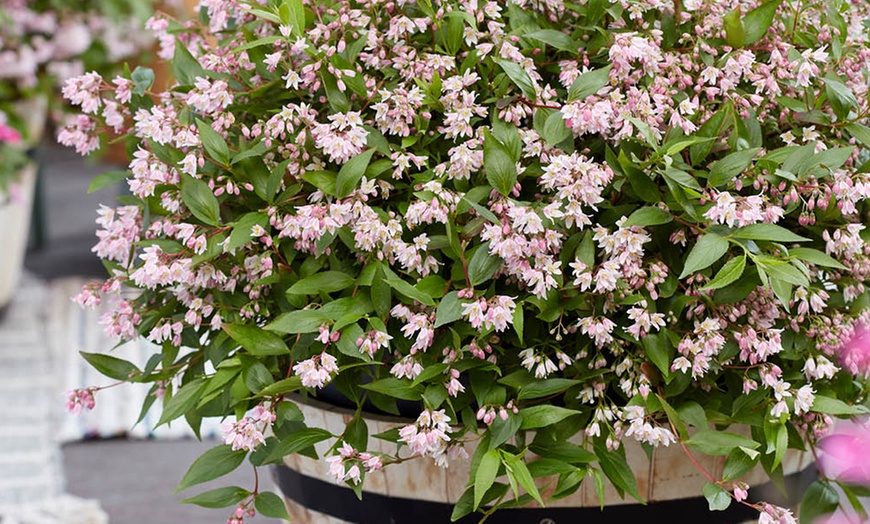 Image 1: YouGarden Deutzia 'Million Stars Pink Carpet' Plant