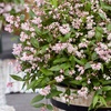 Image 1: YouGarden Deutzia 'Million Stars Pink Carpet' Plant