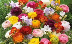 25, 50, 75 or 100 Freesia and Ranunculus Mix Bulbs