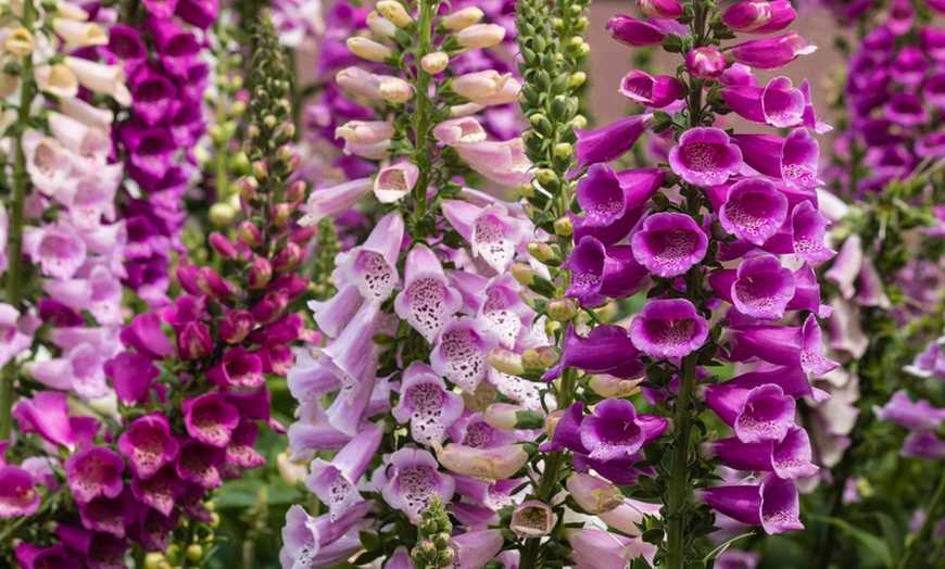 Image 10: Rainbow Perennial Collection - 72 or 144 Plants