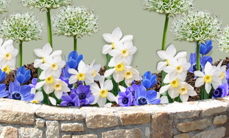 Image 3: 35x Blumenzwiebel-Mix „Sunny Garden Box“