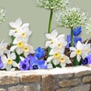 Image 3: 35x Blumenzwiebel-Mix „Sunny Garden Box“